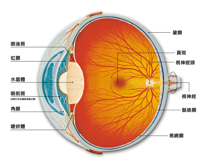 [新聞]  即時定位導引系統 眼科手術新利器